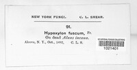 Hypoxylon fuscum image